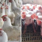 Two items that have grown exponentially and earned a place at the Argentine table