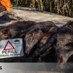 The government is now investigating whether the source of the swine fever outbreak was in a laboratory