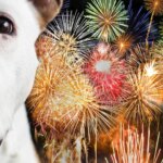 65% of animal owners demand an end to the noise of fireworks