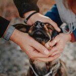 A study suggests that living with a dog can strengthen the relationship between spouses