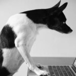 Artificial intelligence can identify the gender and breed of a dog by listening to its barking