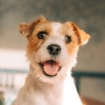 Asparagus Could Improve Your Dog’s Health and Keep Him From Visiting the Vet, Dog Training Experts Say