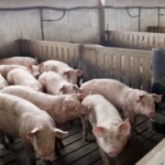 “Protect” your farm with the price of an apartment in Barcelona