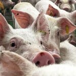 The epidemiological plan expects swine fever to become endemic after its reappearance
