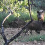 Chile suspends imports of “all pork products of Spanish origin” after a plague outbreak was discovered in Barcelona