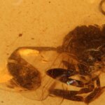 They found an unprecedented species more than 105 million years old trapped in El Soplao amber