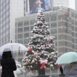 Ranchers and farmers are conspiring to reclaim one of their major markets after the return of swine fever