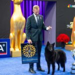 Soleil, a Groenendael Belgian shepherd, has been crowned the unlikely queen of the Great American Dog Show