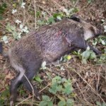 Why do environmentalists defend the role of wild boars as environmental “engineers” despite swine fever and warnings about overpopulation?