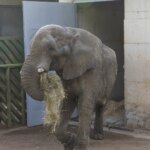 Gomez the elephant, the dominant male in Caparcino, dies after a fight with his son