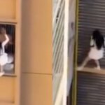 An extraordinary moment a woman climbed out of a 13th floor window when she was caught red-handed