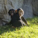 Bioparc Valencia has successfully completed the integration of Ekon, a hand-bred bottle-reared chimpanzee, into its family