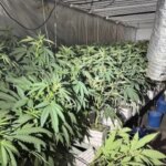 Two fires in houses in Barcelona’s Sant Martí neighborhood reveal marijuana crops in the city