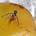 Carambola fly: A very dangerous pest discovered in the Amazon region