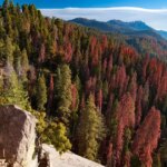 distance between the smallest and largest tree on the planet