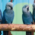 PF is investigating viruses affecting hyacinth parrots in a reintroduction program; Mobile phones and computers were confiscated
