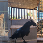 Jaguar and lion are among the species secured by Profepa in Baja California