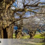A historic chestnut grove in Cantabria consisting of centuries-old trees with impossible shapes