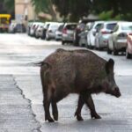 Swine fever vectors grow by 270% in twenty years