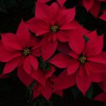 Christmas Eve at CDMX: Where to buy them this Christmas