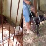 A businessman was arrested for renting dogs to “security” homes.