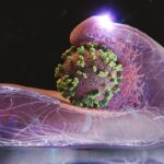 Human cells help the influenza virus during infection