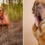 World record and viral pet: This is Ozzie, the Oklahoma dog with the longest tongue in the world