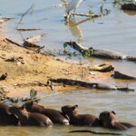 Outside the diet: Why crocodiles don’t eat capybaras