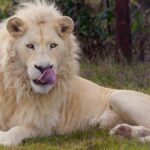 White as snow: Two white cubs are born in Venezuela