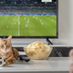 Does your pet get nervous during soccer matches? The vet explains