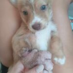 They left her on the side of the road and he was shocked when he rescued her: “She had the biggest paw I had ever seen.”