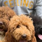 A Spanish family project that travels to Australia every year to preserve the purebred Australian Cowbridge