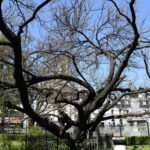 Its use in food, medicine and crafts is known only to a few