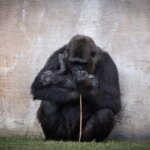 A baby gorilla is born in broad daylight in front of visitors in Spain