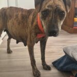 They left her pregnant in the dump and an emergency ultrasound revealed the unexpected