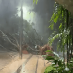 Storm in DF hits trees with cars and impacts Senate district