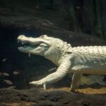 The surprising end of Claude, San Francisco’s beloved white alligator: "This is not what we expected"