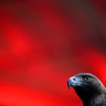 The Attila-La Nación effect