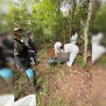 Police discover a “drug graveyard” containing a body buried without a head