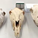 Rebozno 2,800 years ago: oldest mule in Europe and the western Mediterranean identified in Catalonia | News from Catalonia