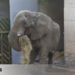Goms the elephant dies in Cabarcino after fighting with one of his 21 children over leading the herd