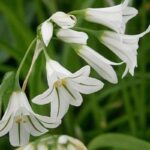 Where virgin tears are placed at home so that they grow healthy and resist the American winter.