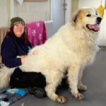 He is 1.8 meters tall, weighs 66 kg and eats 1 kg of biscuits a day. The giant dog is up for adoption in England.