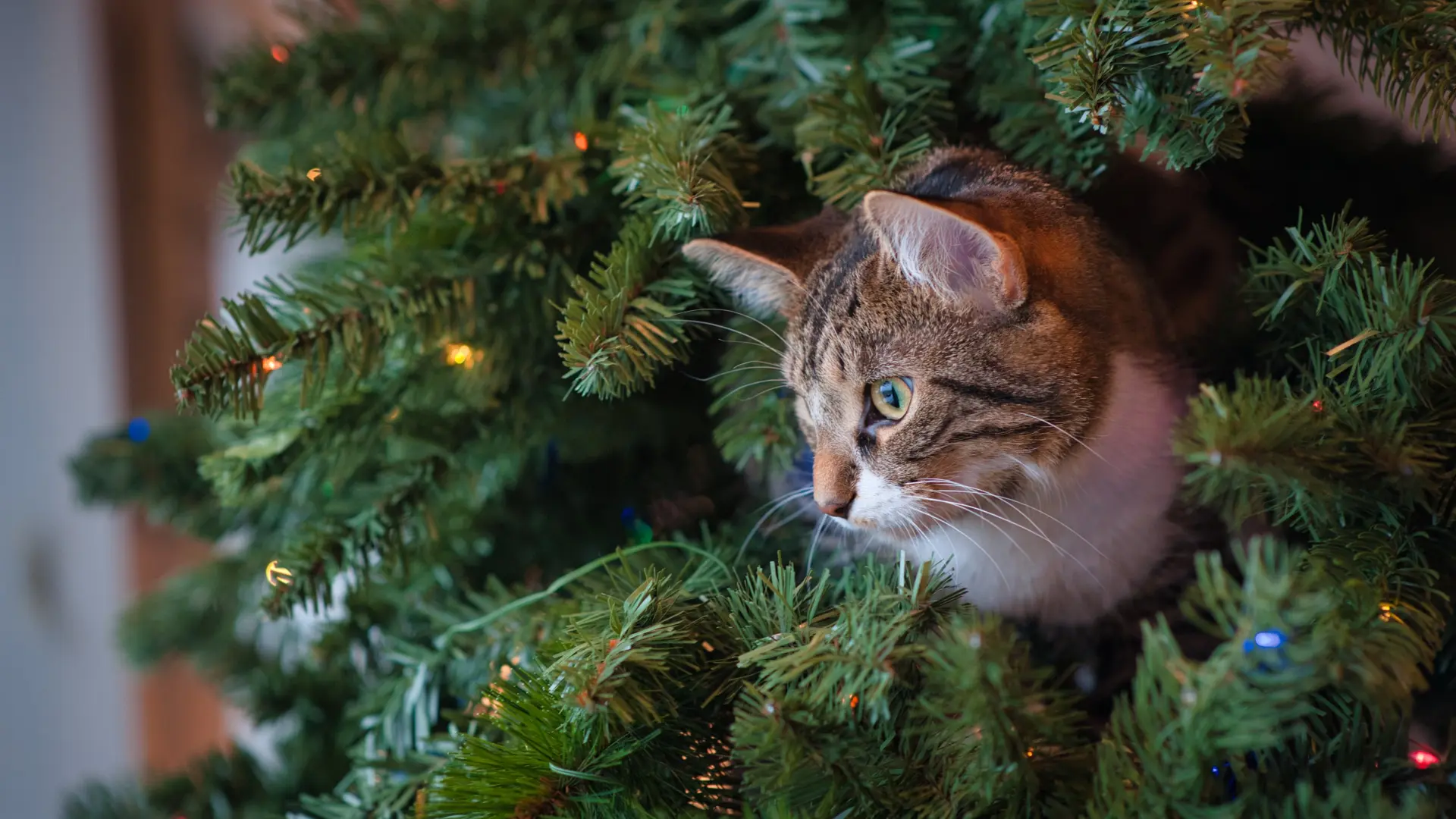 arbol-navidad-gato-pexels.jpeg