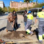 The city council gains shade in Seville by planting 6,500 trees, palm trees and about 15,000 shrubs.