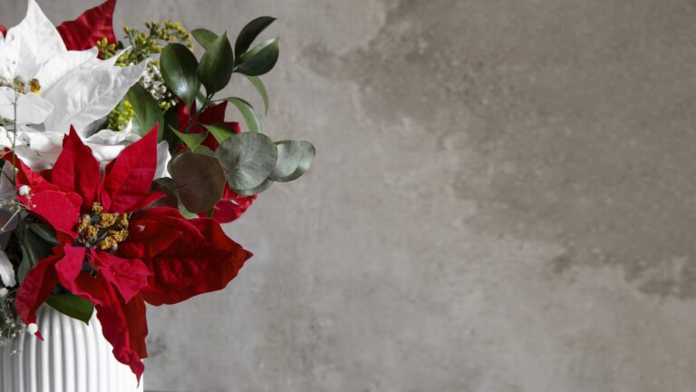 bela-variedade-de-poinsetia-vermelha-e-branca.jpg