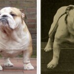 bulldog-ingles-moderno-bulldog-ingles-1906.jpeg