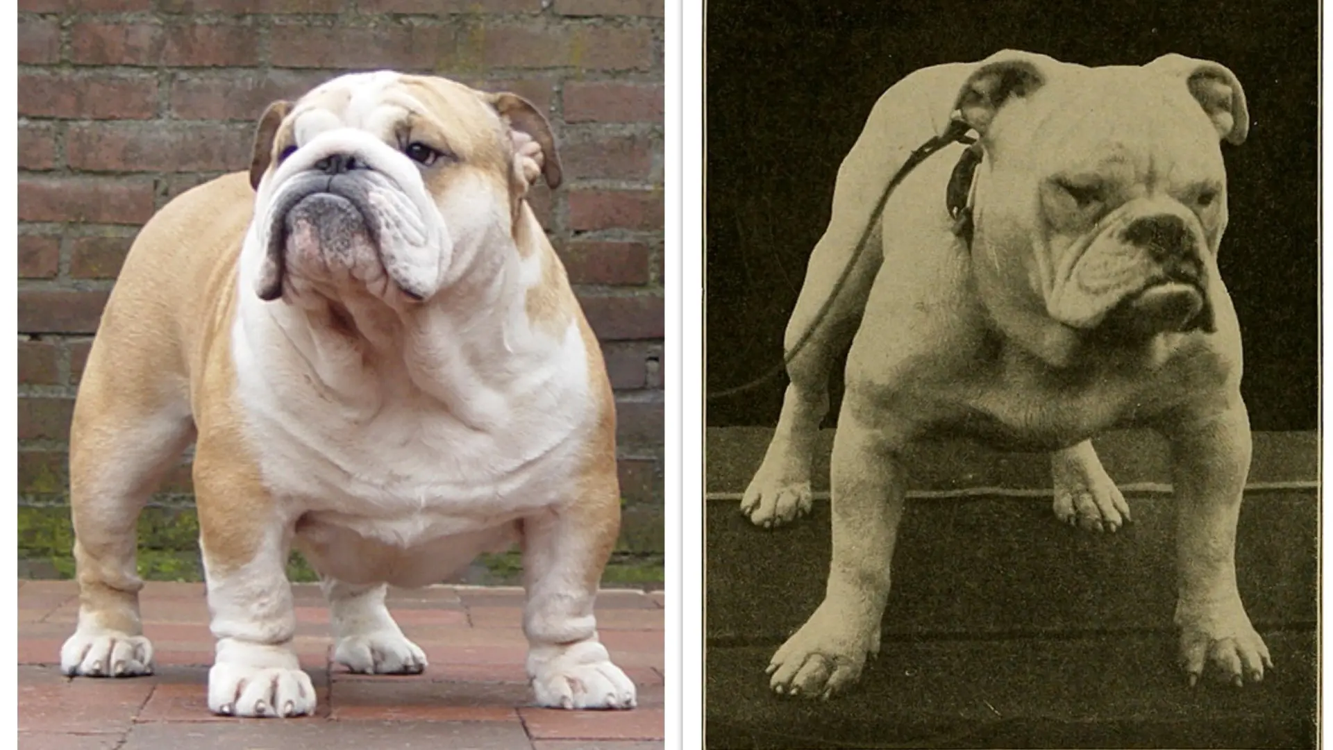 bulldog-ingles-moderno-bulldog-ingles-1906.jpeg