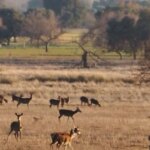 The first prior agreement in the Cabaneros National Park to open hunting on private farms