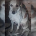 Dog dies after touching wire in DF: ‘It could be anyone’